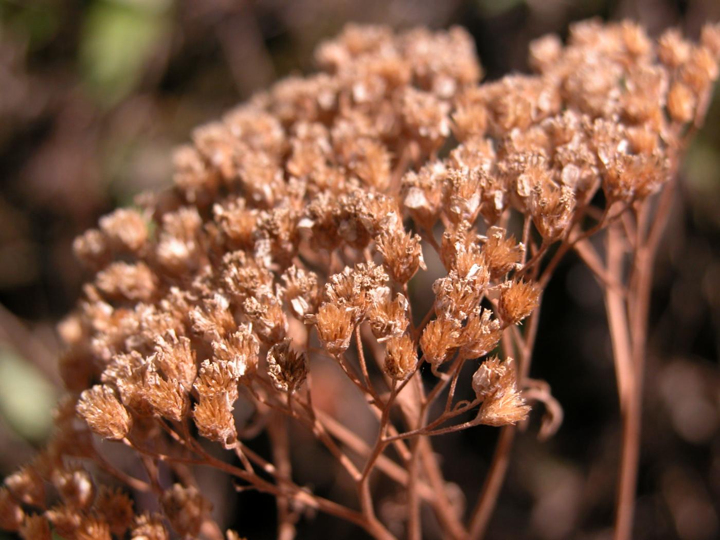 Yarrow fruit